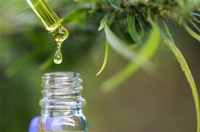 CBD กับ THC: ทุกสิ่งที่คุณจำเป็นต้องรู้
